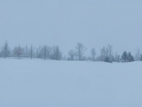 73790PaCrRe - Snowfall in Clayt French Park.jpg